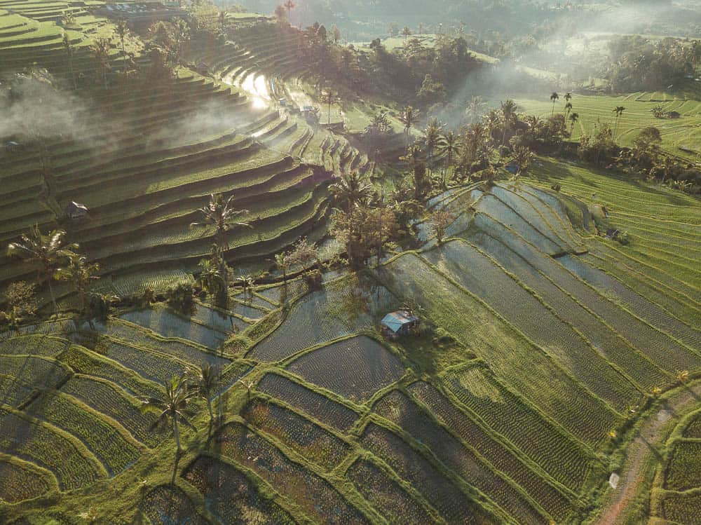 مزارع الارز جاتلويه في بالي